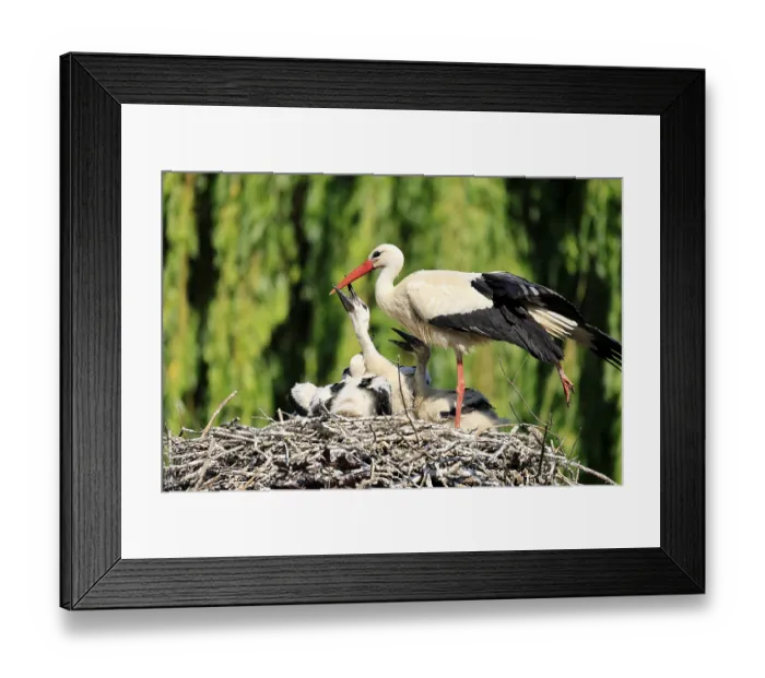 Framed Print : White stork (Ciconia ciconia), adult Framed Print : White stork (Ciconia ciconia), adult