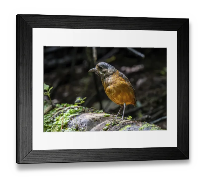 Framed Print : Moustached antpitta (Grallaria alleni)