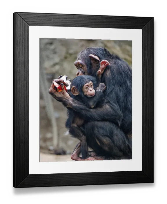 Framed Print : Animal portrait, Western chimpanzee (Pan troglodytes verus) cuddling with young
