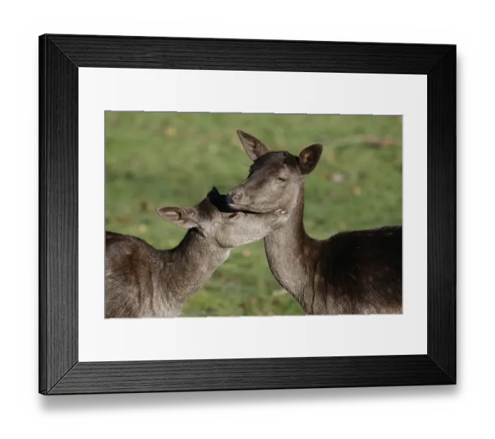 Framed Print : Fallow deer (Dama dama), female