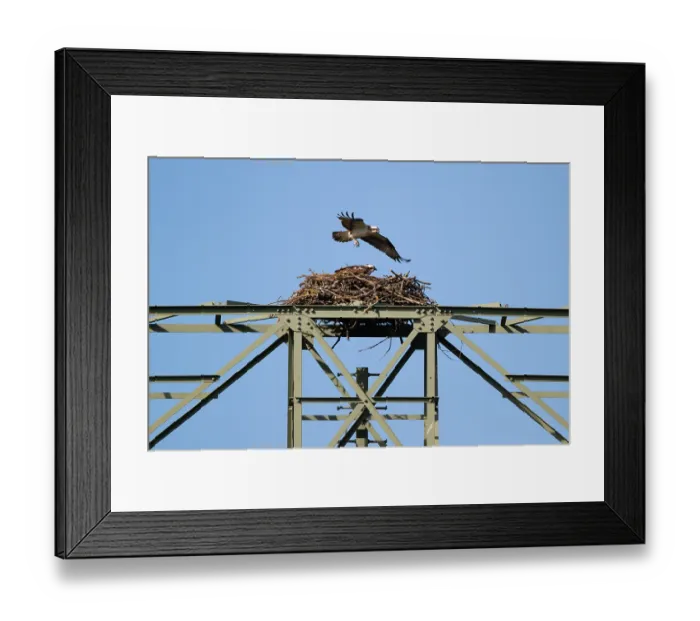 Framed Print : An osprey flies over its eyrie
