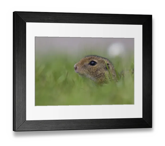 Framed Print : European Ground Squirrel (Spermophilus citellus) Framed Print : European Ground Squirrel (Spermophilus citellus)