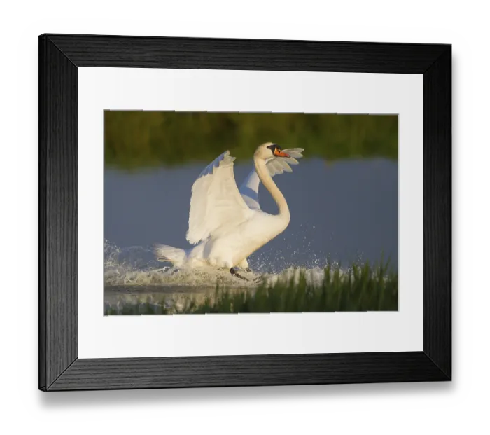 Framed Print : Mute Swan (Cygnus olor), landing on water Framed Print : Mute Swan (Cygnus olor), landing on water