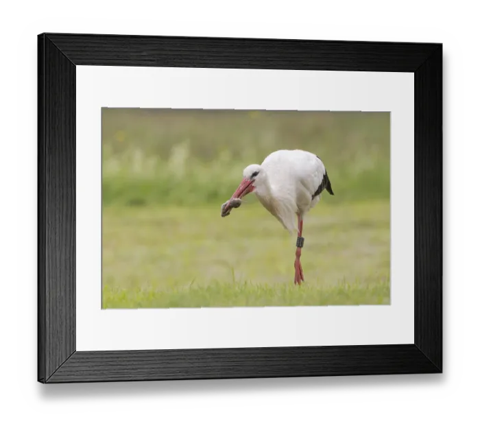 Framed Print : White Stork (Ciconia ciconia) with captured European Water Vole (Arvicola terrestris) Framed Print : White Stork (Ciconia ciconia) with captured European Water Vole (Arvicola terrestris)
