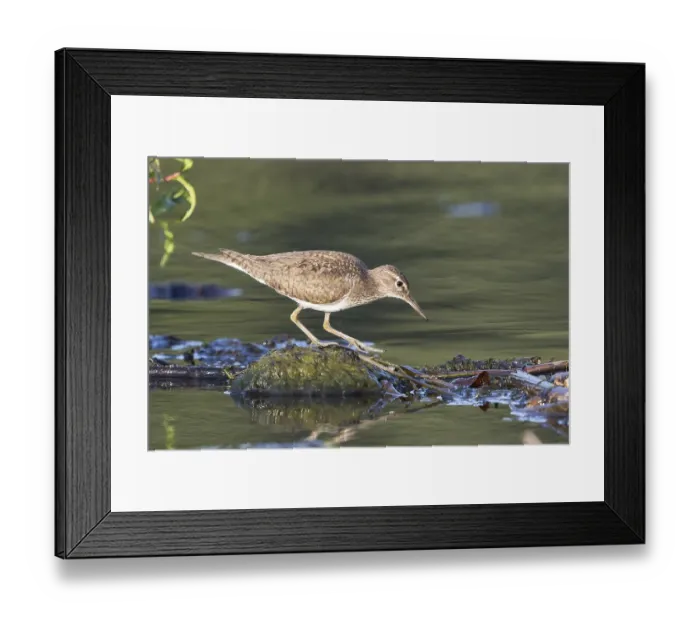 Framed Print : Sandpiper (Actitis hypoleucos) by the water Framed Print : Sandpiper (Actitis hypoleucos) by the water