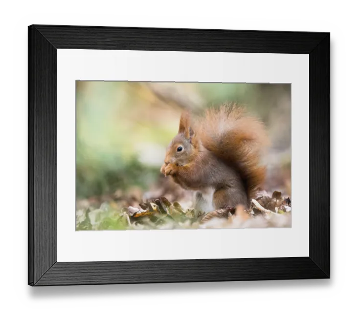 Framed Print : A fluffy eurasian red squirrel (Sciurus vulgaris) nibbling on a nut Framed Print : A fluffy eurasian red squirrel (Sciurus vulgaris) nibbling on a nut