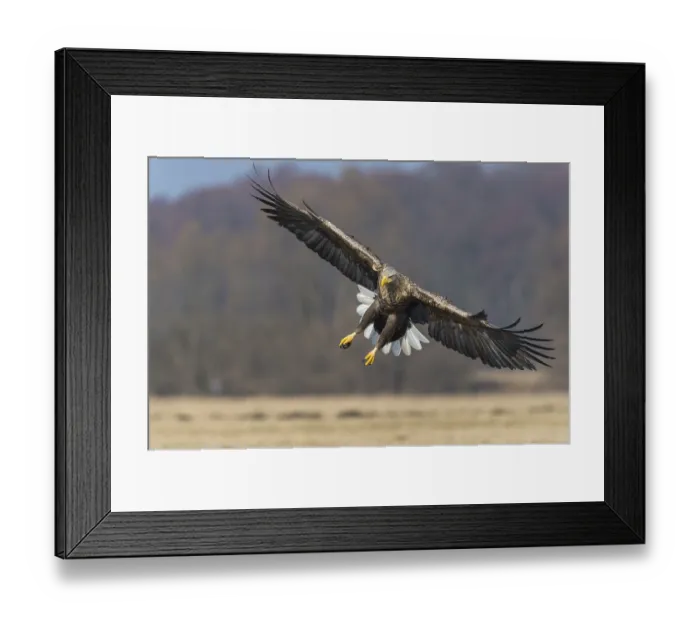 Framed Print : Landing adult bird of as (Haliaeetus albicilla)