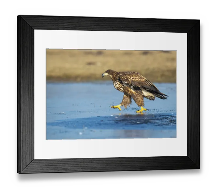 Framed Print : Young white-tailed eagle (Haliaeetus albicilla) walking on a patch of ice in winter Framed Print : Young white-tailed eagle (Haliaeetus albicilla) walking on a patch of ice in winter