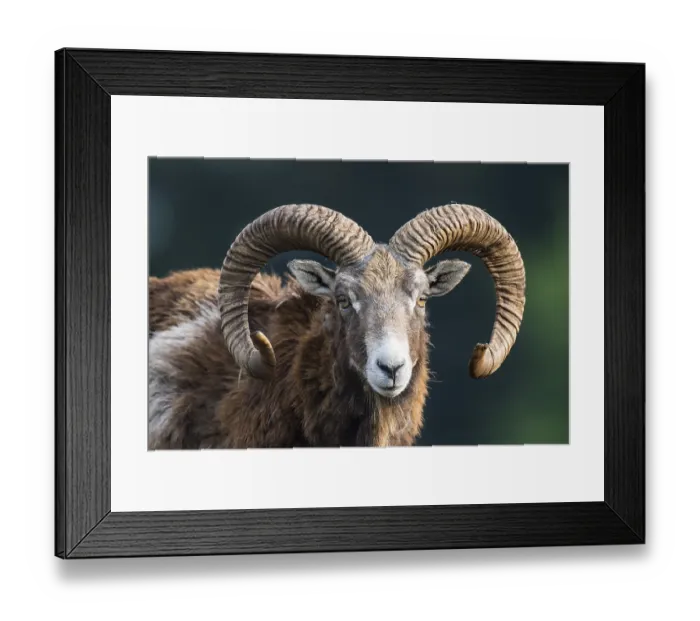 Framed Print : European mouflon (Ovis orientalis musimon) Framed Print : European mouflon (Ovis orientalis musimon)