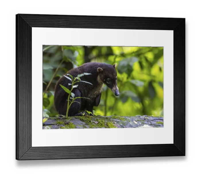 Framed Print : Coati (Nasua narica) sitting on a tree trunk Framed Print : Coati (Nasua narica) sitting on a tree trunk