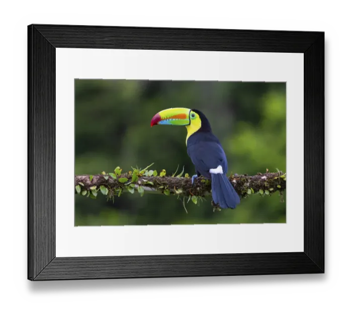 Framed Print : Fishing Toucan (Ramphastos sulfurantus)