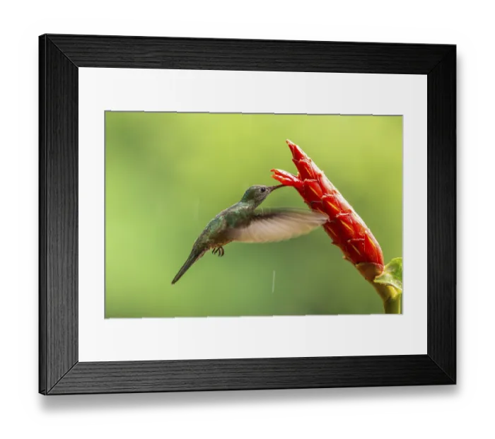 Framed Print : Green-fronted Brilliant Hummingbird (Heliodoxa jacula) Framed Print : Green-fronted Brilliant Hummingbird (Heliodoxa jacula)
