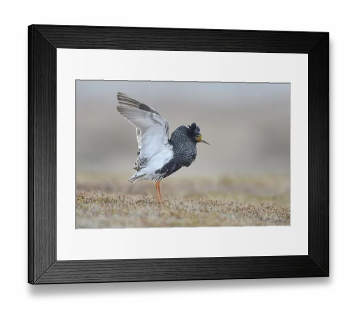 Framed Print : Ruff (Philomachus pugnax) in nuptial plumage