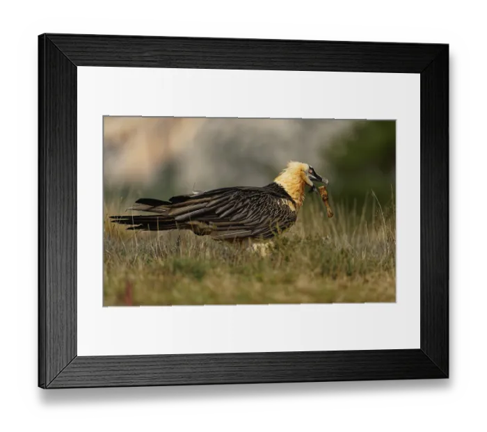 Framed Print : Old bearded vulture (Gypaetus barbatus)