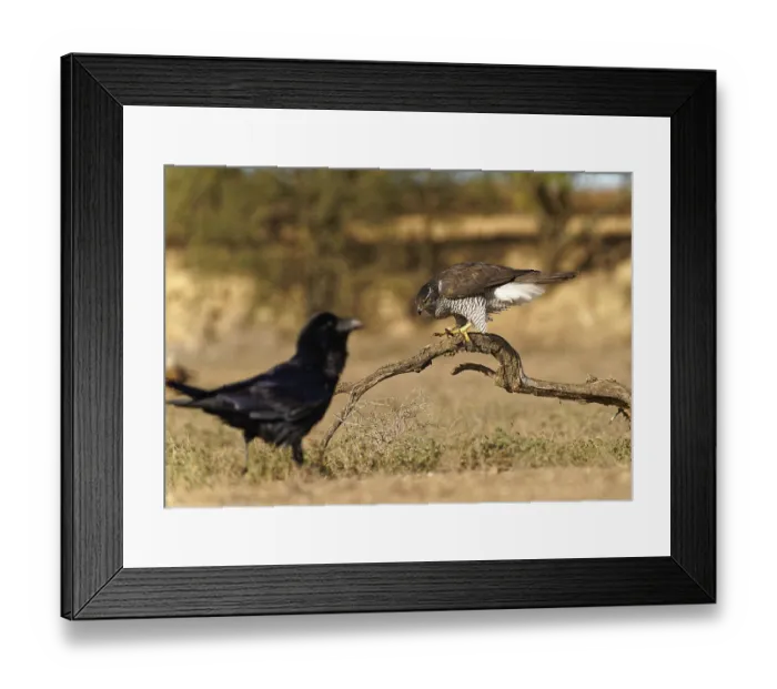 Framed Print : Male northern goshawk (Accipiter gentilis)