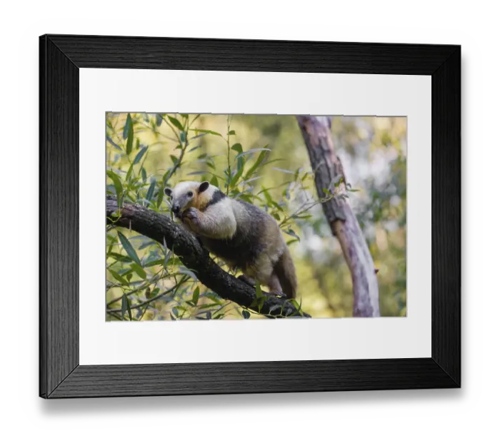 Framed Print : One southern tamandua (Tamandua tetradactyla) Framed Print : One southern tamandua (Tamandua tetradactyla)