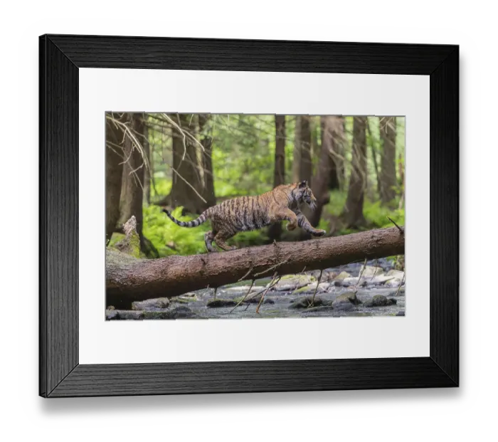 Framed Print : One young female Siberian Tiger Framed Print : One young female Siberian Tiger