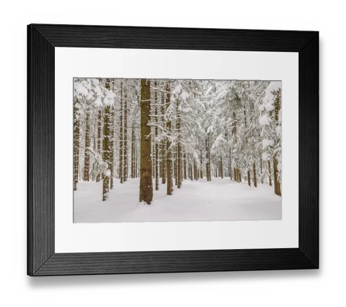 Framed Print : Tree trunks in a spruce forest with snow and frost on a cold winter day Framed Print : Tree trunks in a spruce forest with snow and frost on a cold winter day