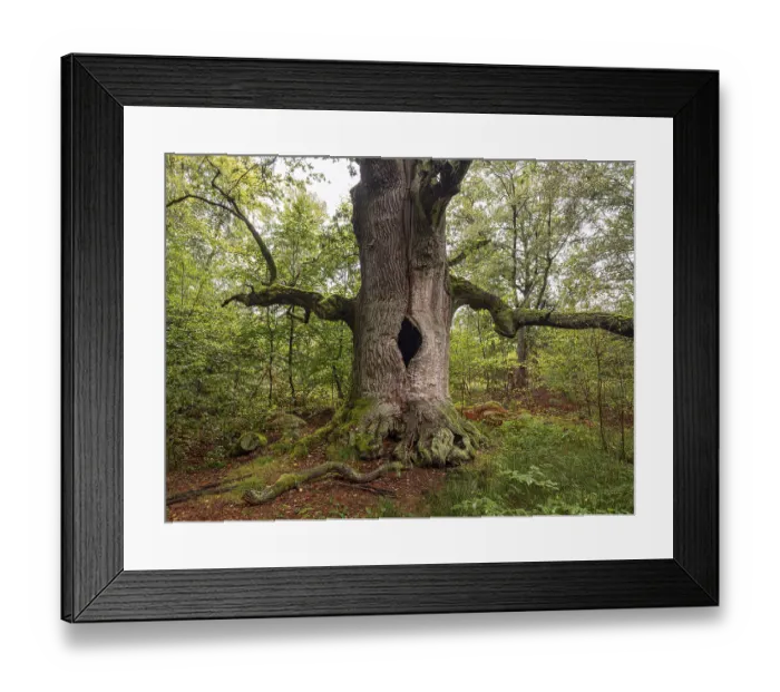 Framed Print : Chimney oak (Quercus), about 400 years old oak in the primeval forest Sababurg