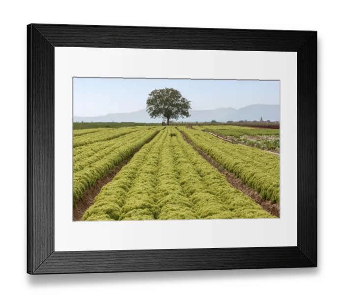 Framed Print : Salad fields, vegetable growing Framed Print : Salad fields, vegetable growing