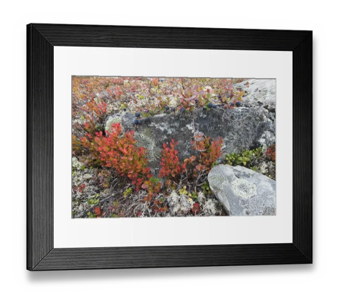 Framed Print : Stones covered with Blueberries (Vaccinium) and lichens