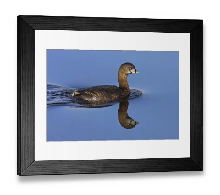 Framed Print : Grebe, family of grebes, (Podilymbus podiceps) Framed Print : Grebe, family of grebes, (Podilymbus podiceps)