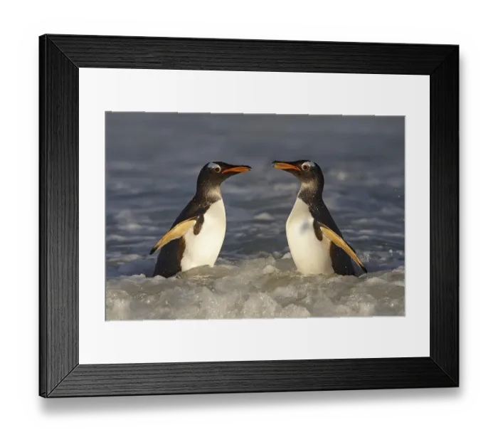 Framed Print : South Georgia in Atlantic Ocean