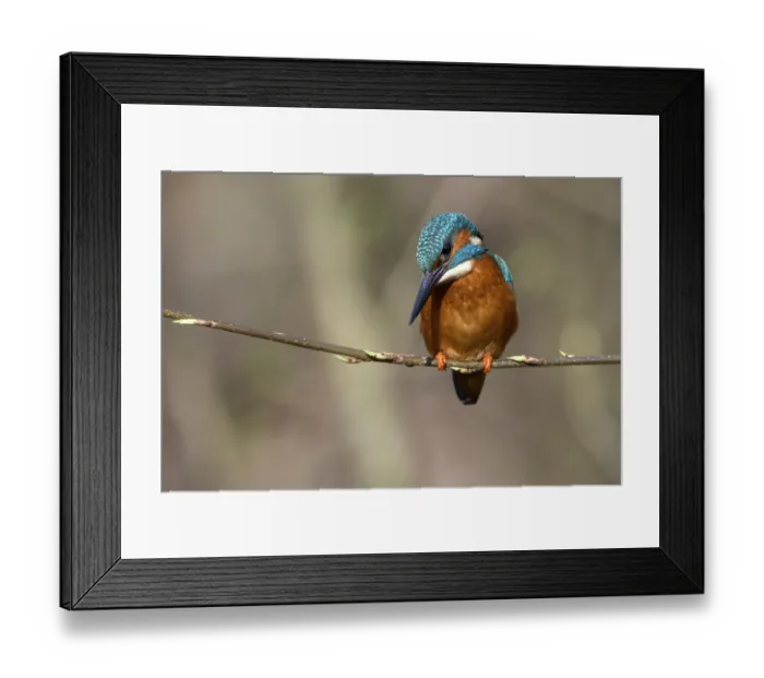 Framed Print : Common kingfisher (Alcedo atthis)