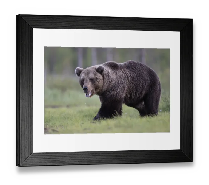 Framed Print : Brown bear (Ursus arctos) in the Finnish taiga Framed Print : Brown bear (Ursus arctos) in the Finnish taiga