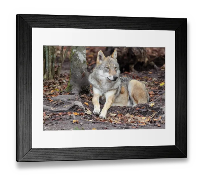 Framed Print : An adult female grey wolf (Canis lupus lupus) rests on the edge the forest