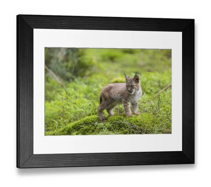 Framed Print : One young (10 weeks old) male Eurasian lynx Framed Print : One young (10 weeks old) male Eurasian lynx