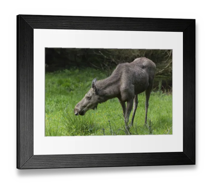 Framed Print : Moose (Alces alces) cow with trees and green grass around Framed Print : Moose (Alces alces) cow with trees and green grass around