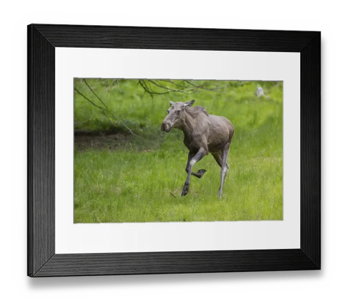 Framed Print : One adult female moose or elk, Alces alces
