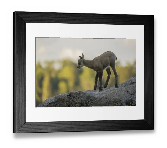 Framed Print : One young Chamois (Rupicapra rupicapra) standing on a rock