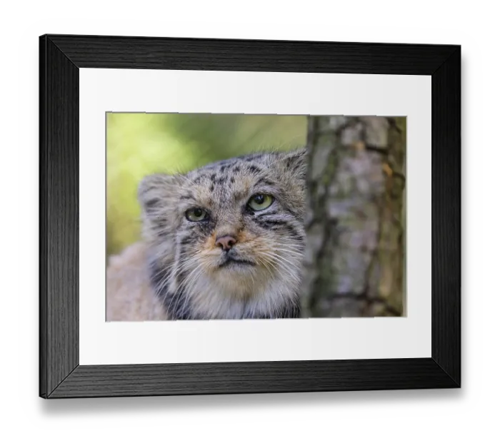 Framed Print : Portrait of a Pallas's cat (Otocolobus manul) or Manul