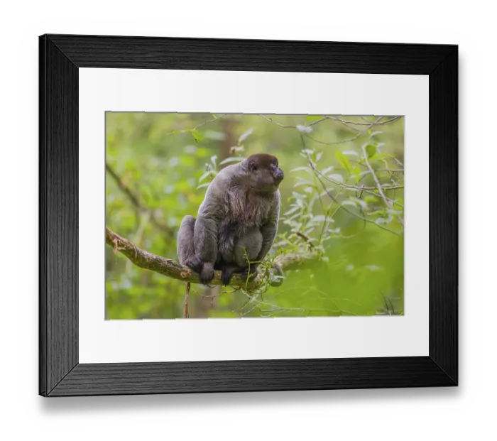 Framed Print : A common woolly monkey, brown woolly monkey Framed Print : A common woolly monkey, brown woolly monkey