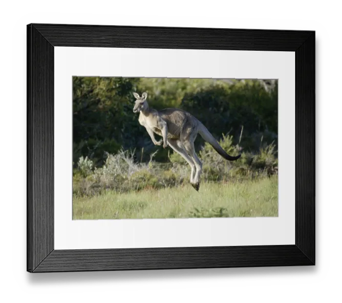 Framed Print : Eastern grey Eastern grey kangaroo (macropus giganteus)