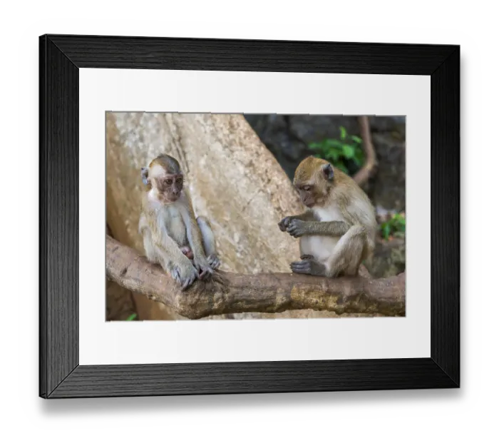 Framed Print : Monkey in Wat Sok Tham temple, macaque