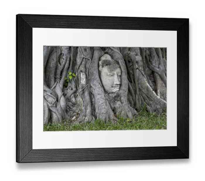 Framed Print : Sandstone Buddha head at the foot of a Bodhi tree in Wat Mahathat Framed Print : Sandstone Buddha head at the foot of a Bodhi tree in Wat Mahathat