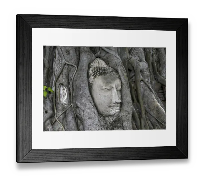 Framed Print : Sandstone Buddha head at the foot of a Bodhi tree in Wat Mahathat
