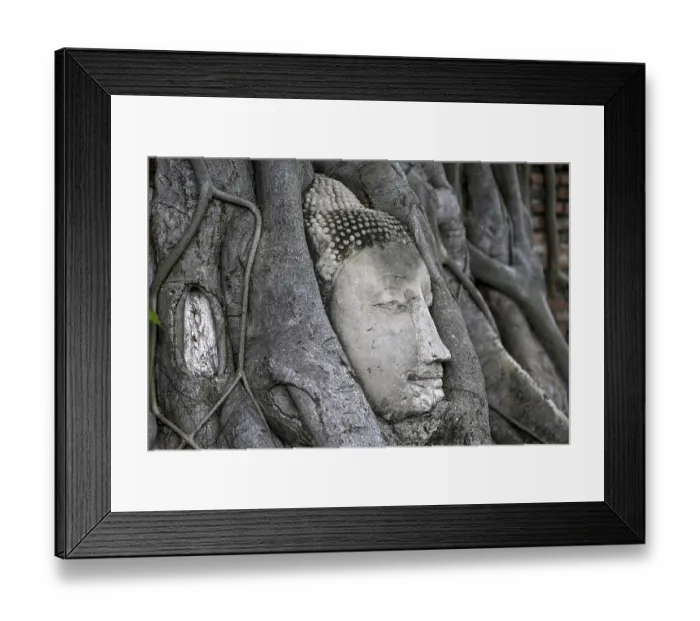 Framed Print : Sandstone Buddha head at the foot of a Bodhi tree in Wat Mahathat Framed Print : Sandstone Buddha head at the foot of a Bodhi tree in Wat Mahathat