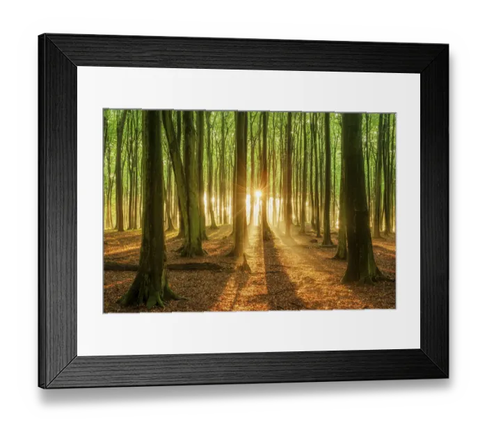 Framed Print : The setting sun shines brightly through a near-natural beech forest (Fagus sp) Framed Print : The setting sun shines brightly through a near-natural beech forest (Fagus sp)