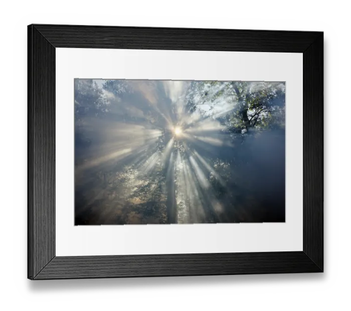 Framed Print : Fog, smoke, in a forest, sun struggling to shine through the haze