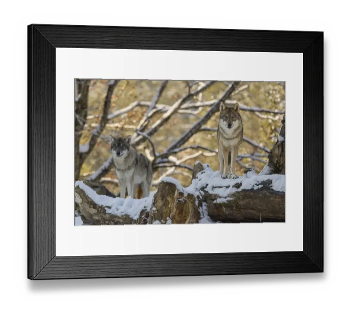 Framed Print : Two grey wolves (Canis lupus lupus) stand on a snow-covered hill behind a fallen tree on a cold