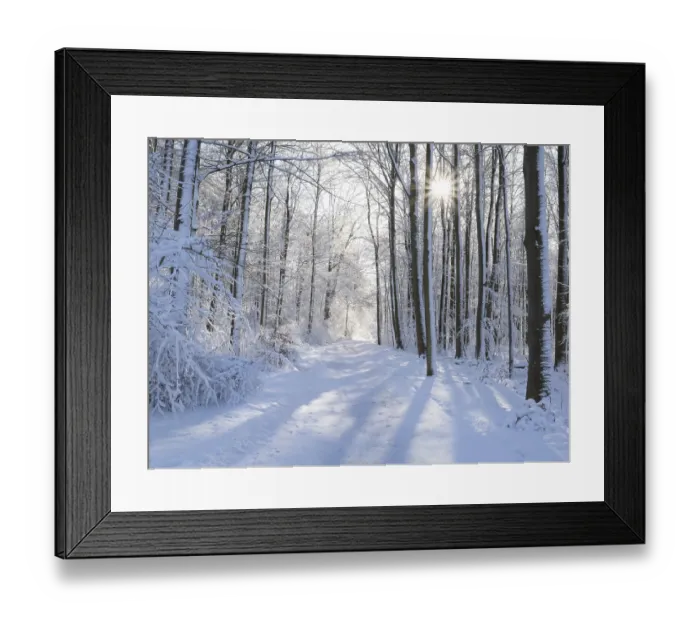 Framed Print : Beech woodland (Fagus sylvatica)