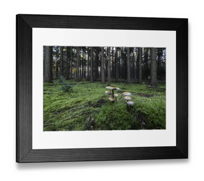 Framed Print : Sulphur tuft (Hypholoma fasciculare) in spruce forest