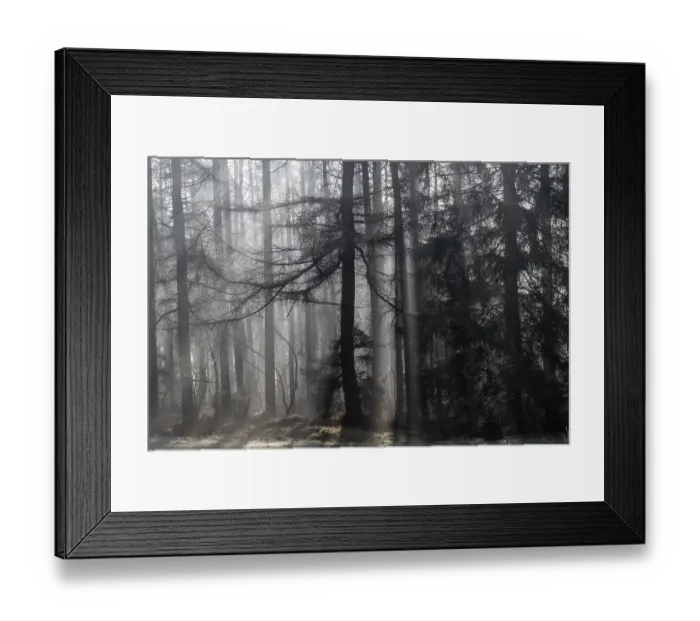 Framed Print : Fog in the coniferous forest, Emsland