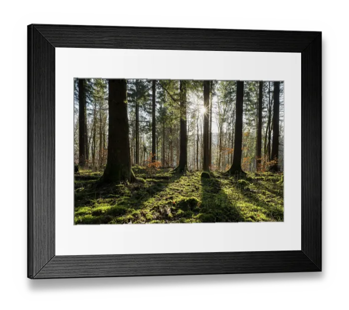 Framed Print : Spruce forest (Picea abies) in backlight with sun star