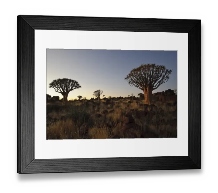 Framed Print : Quiver Tree (Aloe dichotoma) after sunset in the Quiver Tree forest at the Garas Camp