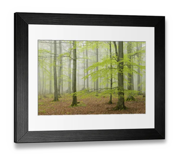 Framed Print : Beech forest with fog in early spring